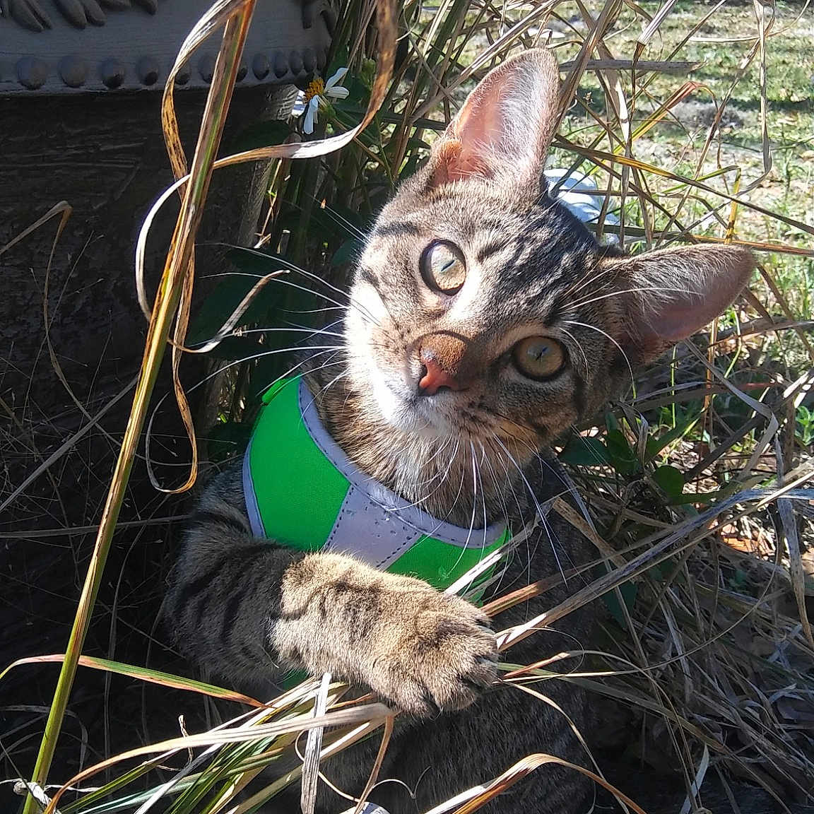 Marley joined the competition — help win amazing prizes! asian, carnivore, cat, domestic_short_haired_cat, european_shorthair, fawn, felidae, german_rex, grass, kitten, plant, small_to_medium_sized_cats, tabby_cat, tree, whiskers, wildlife