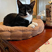 Halo is registered to the contest to win money with this photo: black_and_white_cat, calendar, cat, closeup, comfortable, cozy, cushion, decorative_container, domestic_animal, feline, framed_picture, fur, household, indoor, looking, pet, relaxed, resting, table, wooden_desk
