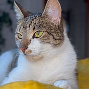 Gina participe au concours pour gagner de l'argent avec cette photo : cat, tabby, yellow_eyes, white_fur, close_up, indoor, blanket, yellow_blanket, relaxed, pet, feline, portrait, cozy, soft_light, background_blur, whiskers, ears, resting, animal, domestic_cat