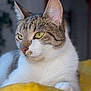 cat, tabby, yellow_eyes, white_fur, close_up, indoor, blanket, yellow_blanket, relaxed, pet, feline, portrait, cozy, soft_light, background_blur, whiskers, ears, resting, animal, domestic_cat