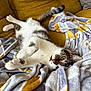 cat, tabby, white_fur, green_eyes, blanket, couch, indoor, pet, relaxed, fur, whiskers, pink_nose, cozy, animal, cute, domestic_cat, feline, resting, soft_texture, yellow_couch