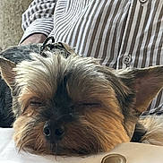 Nelson participe au concours pour gagner de l'argent avec cette photo : dog, sleeping, fluffy_fur, spoon, striped_shirt, person, resting, closeup, indoor, calm, nose, ears, table, white_surface, pet, small_dog, peaceful, relaxed, fur, face