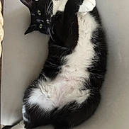 Jasmine is registered to the contest to win money with this photo: cat, tuxedo_cat, black_and_white, pet, animal, feline, relaxed, lying_down, chair, indoor, whiskers, fur, paws, cute, domestic_cat, playful, resting, green_eyes, cozy, soft