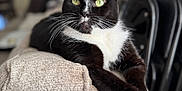 Jasmine joined the competition — help win amazing prizes! cat, tuxedo_cat, black_and_white, pet, indoor, feline, relaxed, blanket, couch, fur, whiskers, yellow_eyes, stretching, close_up, portrait, domestic_animal, cozy, soft_texture, living_room, resting