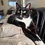 cat, tuxedo_cat, black_and_white, pet, indoor, feline, relaxed, blanket, couch, fur, whiskers, yellow_eyes, stretching, close_up, portrait, domestic_animal, cozy, soft_texture, living_room, resting