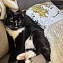 Jasmine joined the competition — help win amazing prizes! cat, black_and_white_cat, feline, pet, indoor, couch, pillow, blanket, relaxed, resting, cozy, fur, whiskers, paw, pink_paw_pad, domestic_animal, home, living_room, comfort, animal