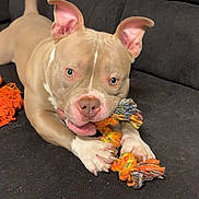 Zeus participe au concours pour gagner de l'argent avec cette photo : active, animal, canine, chewing, companion, couch, cute, dog, domestic, ears, friendly, fur, happy, indoor, paws, pet, pitbull, playing, rope_toy, tail