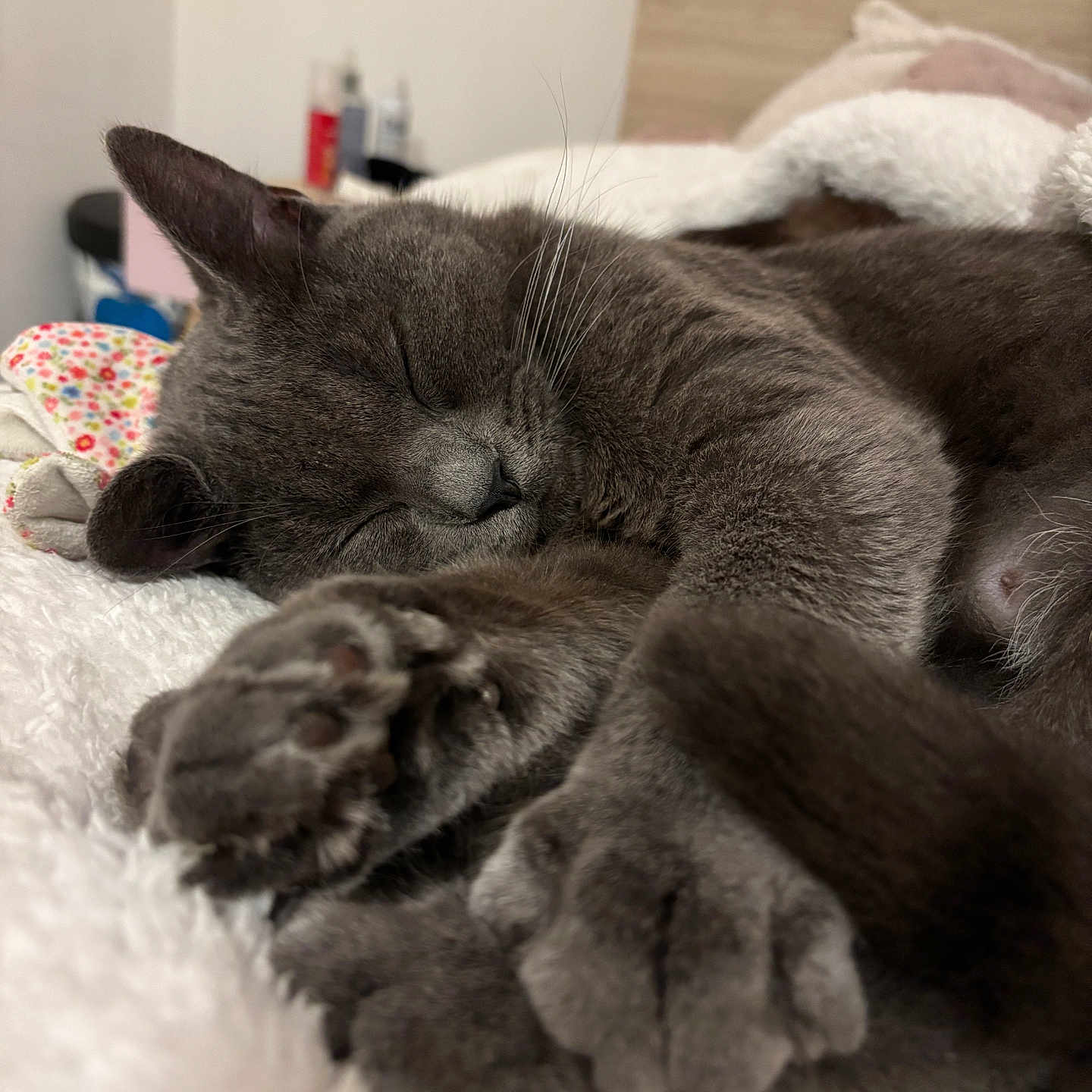 Sacha