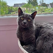 Sacha a rejoint le concours — aidez-le/la à gagner de superbes lots ! cat, gray_cat, pet, animal, feline, portrait, sitting, window, rain, raindrops, indoors, hammock, cozy, pink, fur, whiskers, ears, yellow_eyes, suburban, nature
