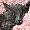 Sacha participe au concours pour gagner de l'argent avec cette photo : cat, gray_cat, sleeping, sleepy, animal, pet, furry, whiskers, ears, closed_eyes, nose, face, portrait, blanket, pink_blanket, fluffy, cozy, indoors, lock_screen, smartphone