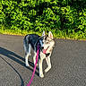 Ava participe au concours pour gagner de l'argent avec cette photo : dog, husky, siberian_husky, pet, animal, outdoor, road, pavement, leash, collar, pink_leash, standing, walking, tongue, panting, ears, fur, black_and_white, greenery, shadow