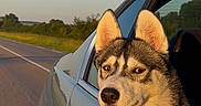 Ava a rejoint le concours — aidez-le/la à gagner de superbes lots ! dog, husky, pet, animal, car, vehicle, road, highway, driving, road_trip, outdoor, sunset, countryside, landscape, sky, ears, fur, head, travel, portrait