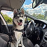 Ava a rejoint le concours — aidez-le/la à gagner de superbes lots ! dog, husky, siberian_husky, pet, animal, canine, sitting, car, driver_seat, steering_wheel, dashboard, seatbelt, harness, leash, blue_sky, clouds, outdoor, vehicle_interior, portrait, happy