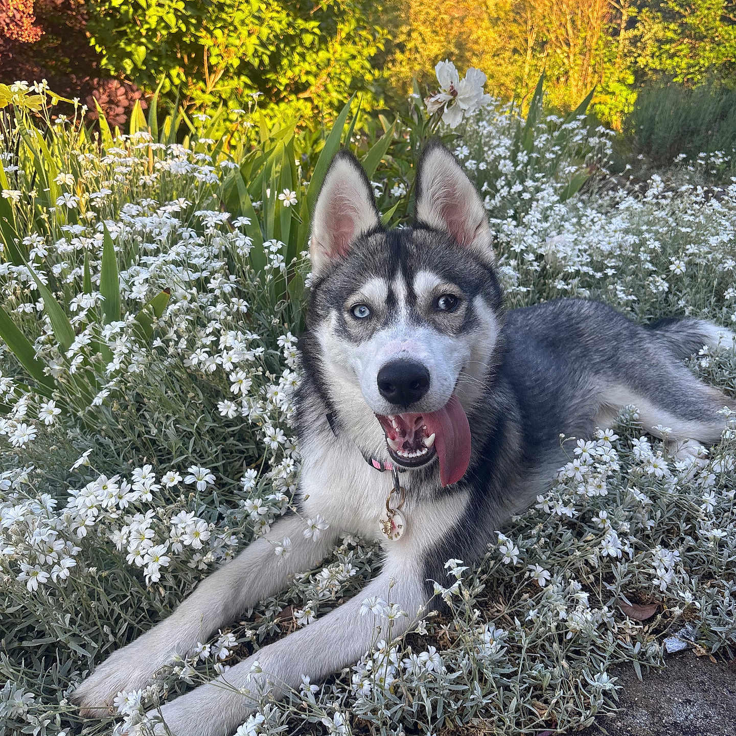 Ava