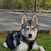 Ava participe au concours pour gagner de l'argent avec cette photo : dog, puppy, husky, siberian_husky, canine, pet, animal, outdoor, grass, park, trees, sky, clouds, black_and_white, lying_down, harness, collar, portrait, daylight, nature