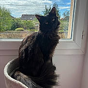 Tao a rejoint le concours — aidez-le/la à gagner de superbes lots ! cat, black_cat, long_hair, fluffy, feline, pet, animal, sitting, window, raindrops, rainy, outdoors, sky, clouds, garden, house, indoor, cat_tree, portrait, whiskers