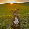 Aïko a rejoint le concours — aidez-le/la à gagner de superbes lots ! dog, canine, pet, portrait, sitting, outdoor, meadow, field, grass, sunset, sunrise, golden_hour, dramatic_lighting, lens_flare, nature, landscape, sky, clouds, white_chest, alert