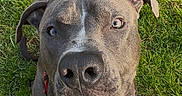 Aïko a rejoint le concours — aidez-le/la à gagner de superbes lots ! dog, pit_bull, pet, animal, portrait, grass, outdoor, red_harness, sitting, looking_at_camera, brown_coat, gray_coat, white_chest, floppy_ears, nose, eyes, paws, lawn, flowers, funny_expression