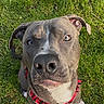 dog, pit_bull, pet, animal, portrait, grass, outdoor, red_harness, sitting, looking_at_camera, brown_coat, gray_coat, white_chest, floppy_ears, nose, eyes, paws, lawn, flowers, funny_expression