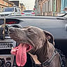 Aïko participe au concours pour gagner de l'argent avec cette photo : dog, pit_bull, pet, animal, tongue, open_mouth, panting, harness, car, vehicle, dashboard, interior, passenger, city, street, buildings, traffic, traffic_light, road_sign, urban