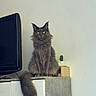 cat, maine_coon, fluffy, long_hair, gray_fur, yellow_eyes, sitting, indoors, home, cabinet, television, cactus, furniture, portrait, pet, tail, whiskers, ears, alert, animal