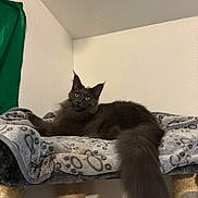 Kiara participe au concours pour gagner de l'argent avec cette photo : cat, black_cat, fluffy, long_hair, green_eyes, pointed_ears, long_tail, pet, animal, feline, lounging, relaxed, blanket, cat_tree, scratching_post, indoors, home, portrait, dramatic, cute