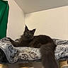 cat, black_cat, fluffy, long_hair, green_eyes, pointed_ears, long_tail, pet, animal, feline, lounging, relaxed, blanket, cat_tree, scratching_post, indoors, home, portrait, dramatic, cute