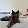 Kiara a rejoint le concours — aidez-le/la à gagner de superbes lots ! cat, gray_cat, fluffy, long_hair, maine_coon, golden_eyes, ears, whiskers, paws, lying_down, bed, bedroom, bedding, pillows, indoor, pet, portrait, cozy, relaxed, animal