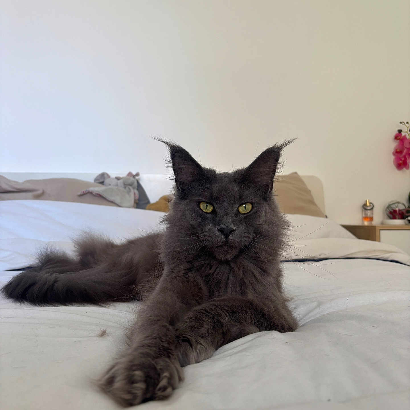Kiara