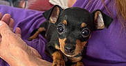 Lilou a rejoint le concours — aidez-le/la à gagner de superbes lots ! puppy, dog, black_and_tan, small_dog, pet, animal, cute, adorable, portrait, close_up, large_eyes, floppy_ears, paws, sitting, being_held, human, arms, purple_clothing, couch, indoor