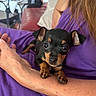 puppy, dog, black_and_tan, small_dog, pet, animal, cute, adorable, portrait, close_up, large_eyes, floppy_ears, paws, sitting, being_held, human, arms, purple_clothing, couch, indoor