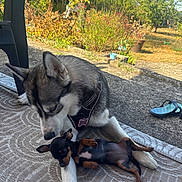 Lilou a rejoint le concours — aidez-le/la à gagner de superbes lots ! dog, dogs, husky, small_dog, puppy, black_and_white, brown_and_black, lying_down, cuddling, relaxed, outdoor, patio, garden, flowers, sunlight, harness, collar, flip_flop, mat, pets