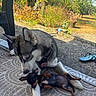 dog, dogs, husky, small_dog, puppy, black_and_white, brown_and_black, lying_down, cuddling, relaxed, outdoor, patio, garden, flowers, sunlight, harness, collar, flip_flop, mat, pets