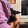 dog, puppy, black_and_tan, small_dog, portrait, pet, animal, being_held, cuddling, indoors, home, person, arms, purple_shirt, ears, paws, brown_markings, camera_gaze, cozy, photography
