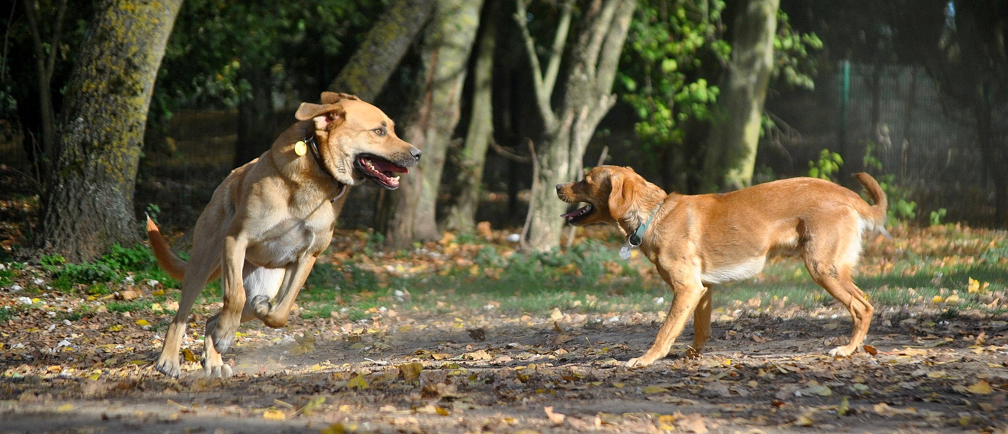 Balto a rejoint le concours — aidez-le/la à gagner de superbes lots ! africanis, black_mouth_cur, canidae, carnivore, dog, dog_breed, fawn, guard_dog, hunting_dog, mammal, rare_breed_dog, sporting_group, street_dog, vertebrate, working_dog