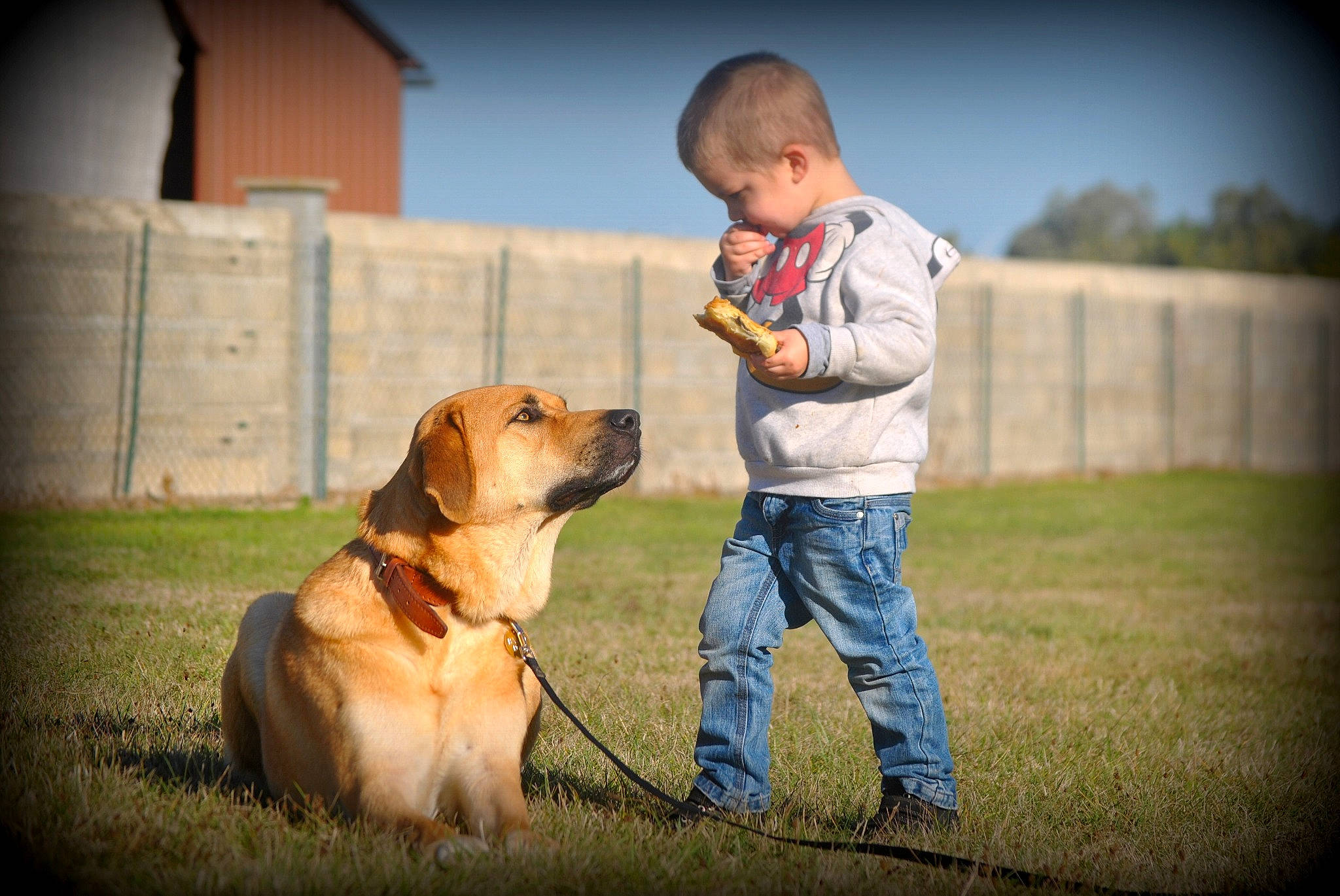Balto a rejoint le concours — aidez-le/la à gagner de superbes lots ! broholmer, canidae, carnivore, child, companion_dog, dog, dog_breed, golden_retriever, grass, happy, hovawart, leash, mammal, obedience_training, photography, puppy_love, retriever, snout, sporting_group, vertebrate