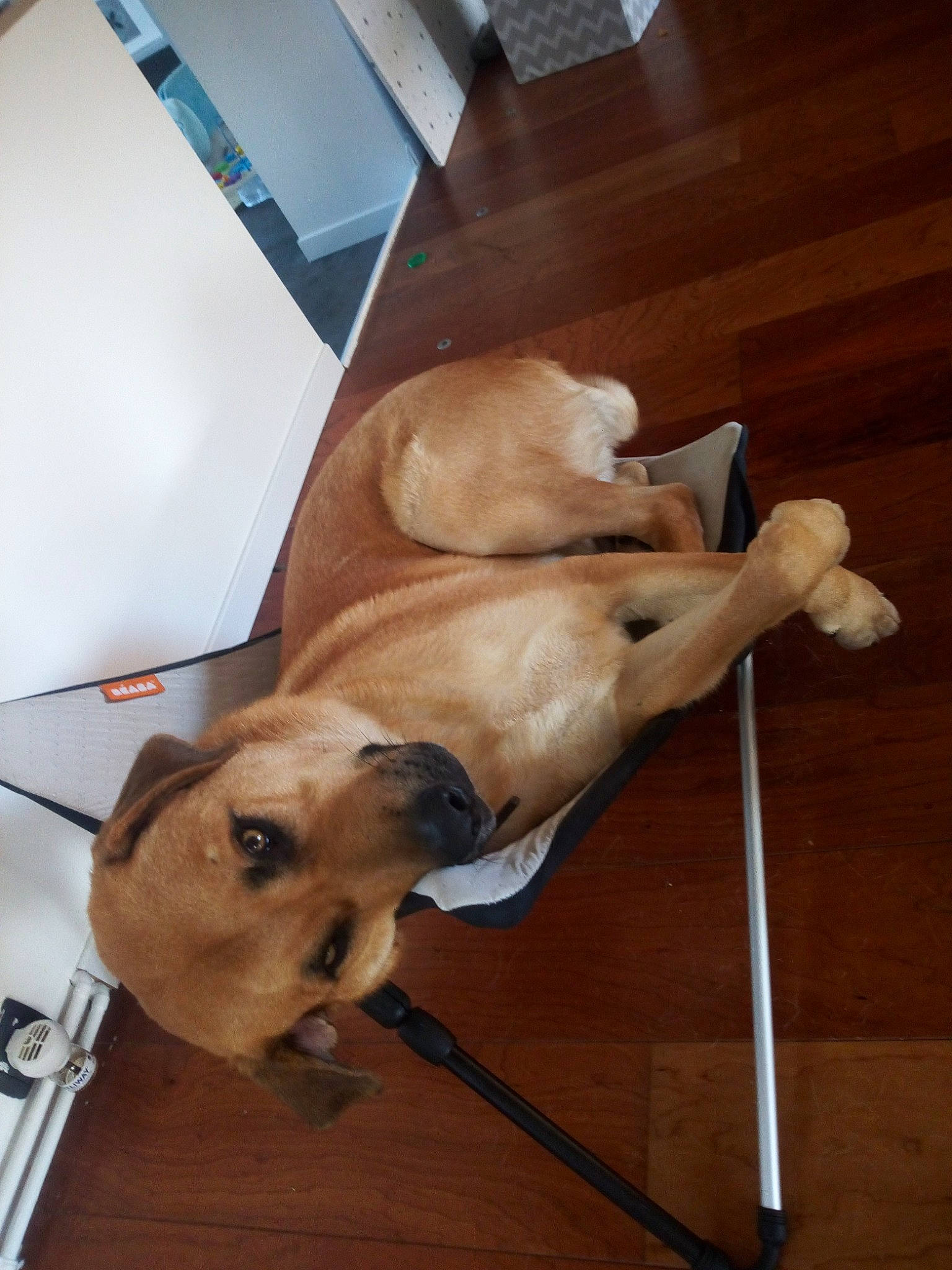 Balto participe au concours pour gagner de l'argent avec cette photo : canidae, carnivore, companion_dog, dog, dog_breed, fawn, labrador_retriever, retriever, sporting_group