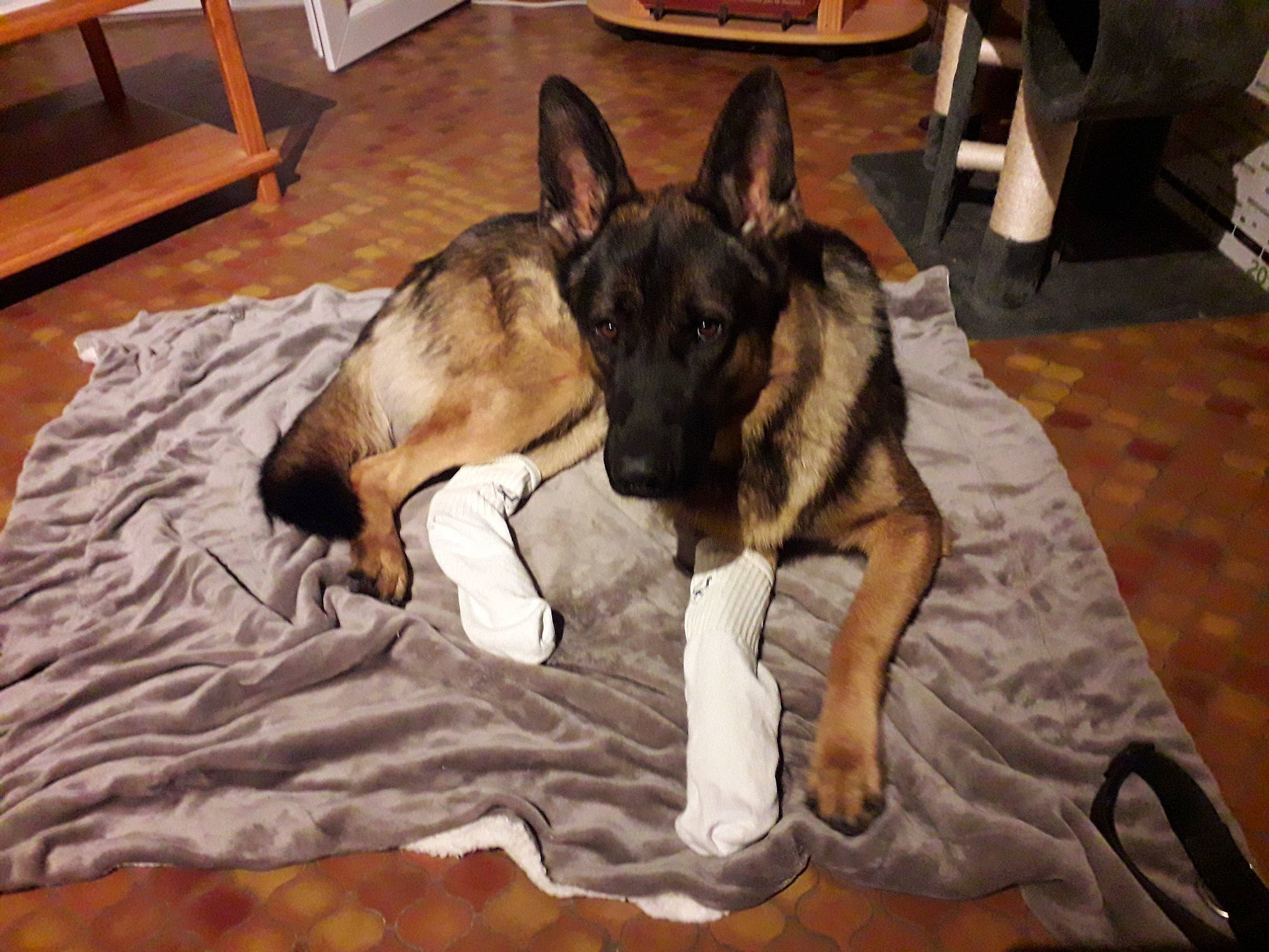 Okland a rejoint le concours — aidez-le/la à gagner de superbes lots ! belgian_shepherd_malinois, canidae, carnivore, dog, dog_breed, east_european_shepherd, fawn, german_shepherd_dog, mammal, rare_breed_dog, vertebrate