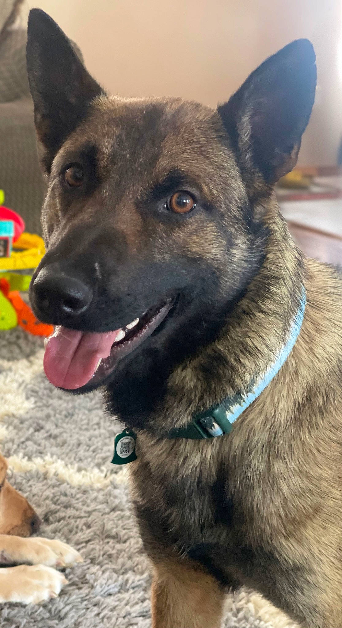 Harlow is registered to the contest to win money with this photo: canidae, carnivore, collar, companion_dog, dog, dog_breed, dog_collar, east_european_shepherd, eye, fawn, fur, german_shepherd_dog, herding_dog, king_shepherd, pet_supply, snout, sporting_group, whiskers, working_animal, working_dog