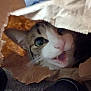 cat, paper_bag, curious, indoor, pet, mouth_open, whiskers, fur, head, close_up, animal, tabby, playful, cute, domestic_cat, eye, ear, face, feline, expression