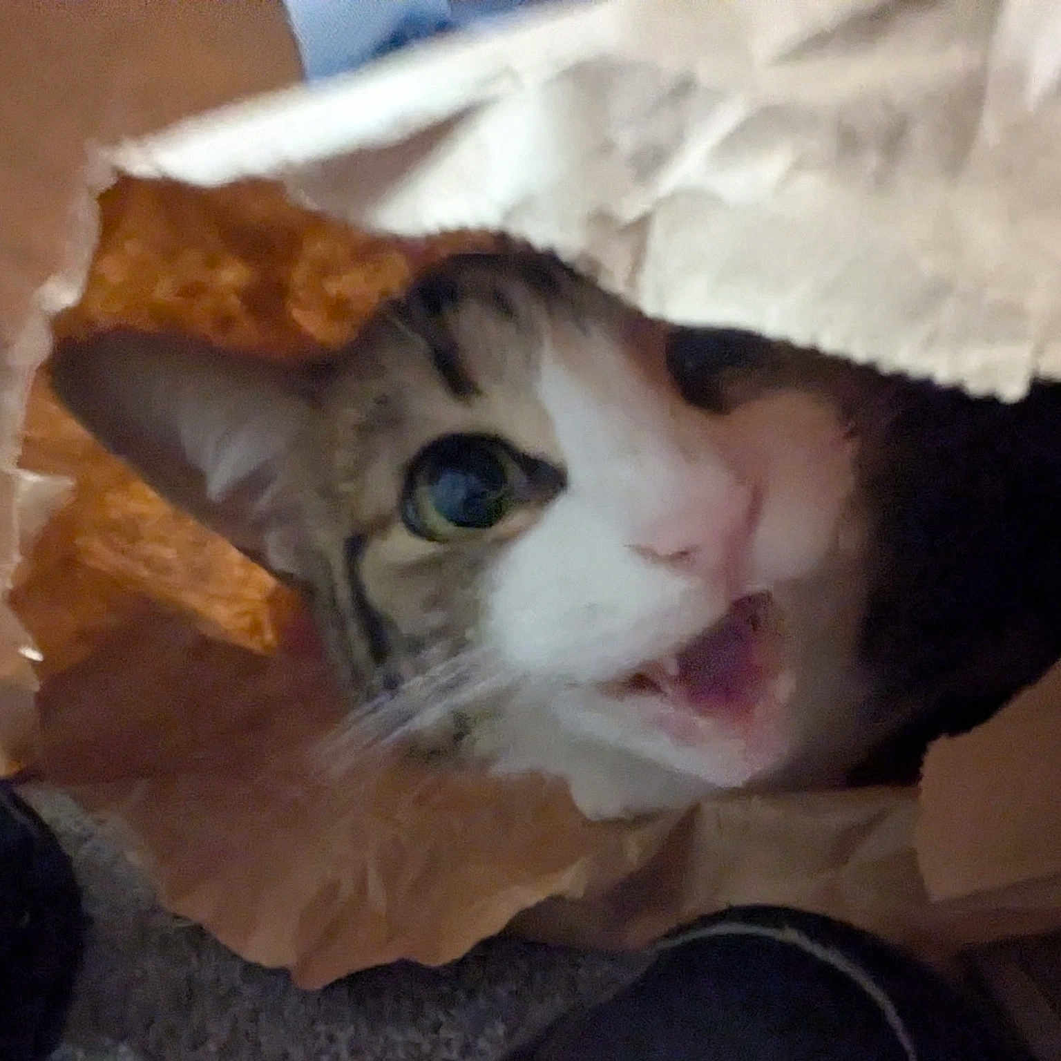 Sophia is registered to the contest to win money with this photo: animal, cat, close_up, curious, cute, domestic_cat, ear, expression, eye, face, feline, fur, head, indoor, mouth_open, paper_bag, pet, playful, tabby, whiskers