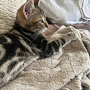 Tigrou a rejoint le concours — aidez-le/la à gagner de superbes lots ! kitten, tabby, cat, feline, paw, blanket, texture, cozy, resting, fur, side_view, indoor, soft_light, relaxed, cute, young_cat, pet, whiskers, closeup, sleepy