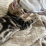 blanket, cat, closeup, cozy, cute, feline, fur, indoor, kitten, paw, pet, relaxed, resting, side_view, sleepy, soft_light, tabby, texture, whiskers, young_cat