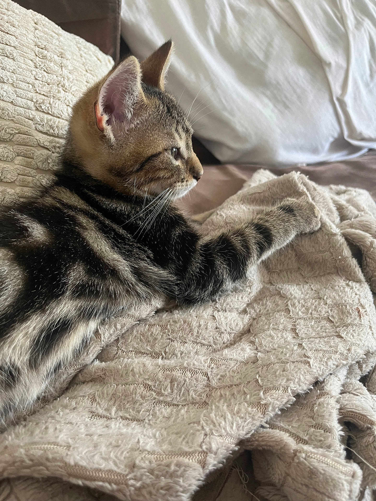 Tigrou a rejoint le concours — aidez-le/la à gagner de superbes lots ! kitten, tabby, cat, feline, paw, blanket, texture, cozy, resting, fur, side_view, indoor, soft_light, relaxed, cute, young_cat, pet, whiskers, closeup, sleepy