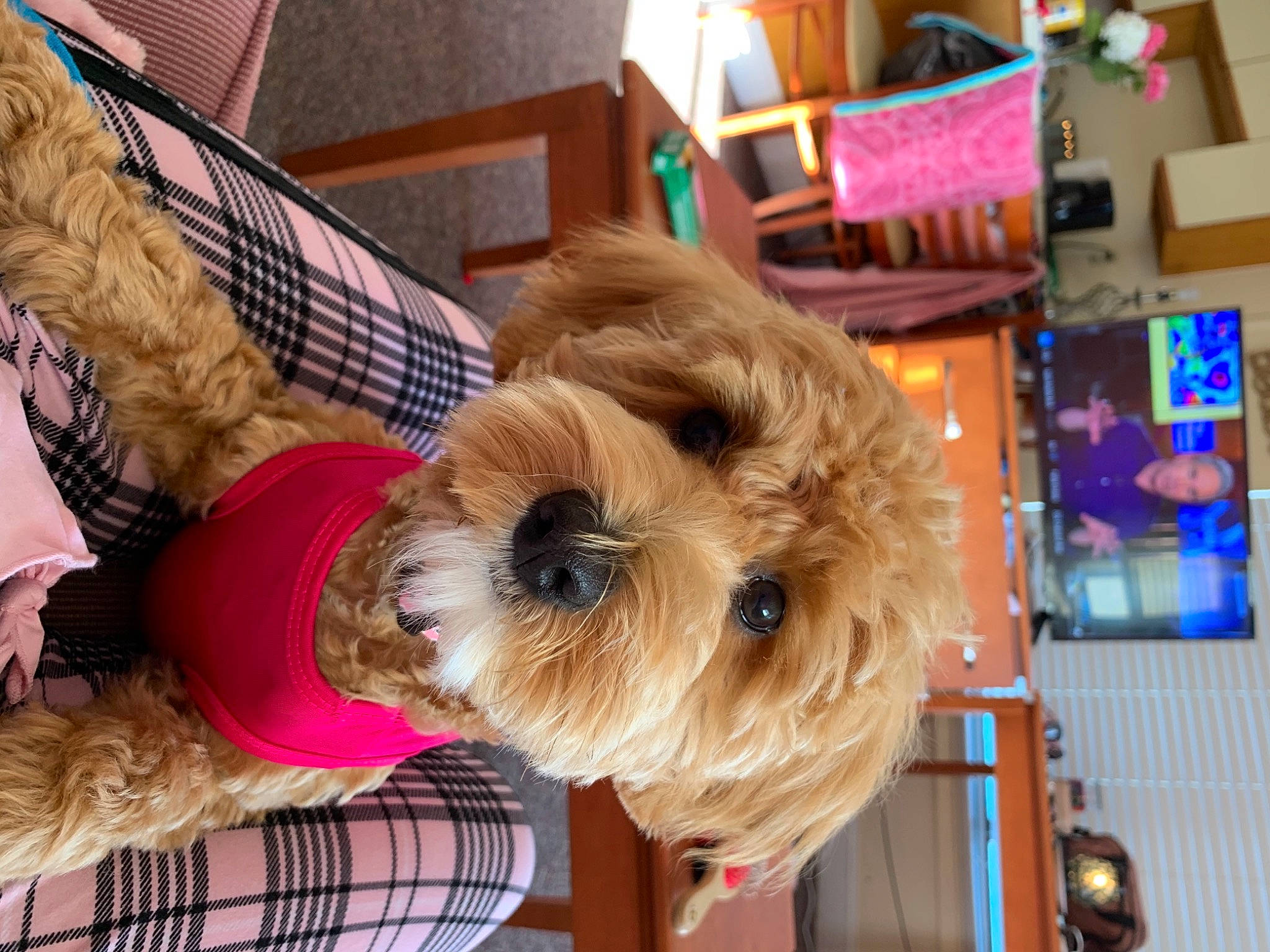 Marley is registered to the contest to win money with this photo: box, canidae, carnivore, companion_dog, dog, dog_breed, dog_supply, fur, maltepoo, pet_supply, plaid, small_terrier, snout, sporting_group, sporting_lucas_terrier, tartan, terrier, toy_dog, working_animal, yorkipoo