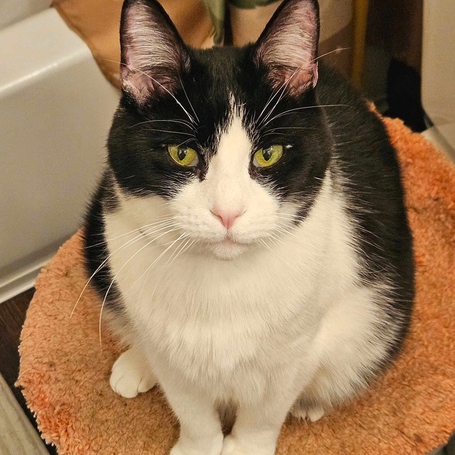 Axel joined the competition — help win amazing prizes! animal_portrait, black_and_white, cat, close_up, comfortable, cozy, cushion, cute, domestic_animal, feline, fur, green_eyes, indoor, looking_at_camera, pet, relaxed, round_cushion, sitting, soft_texture, whiskers