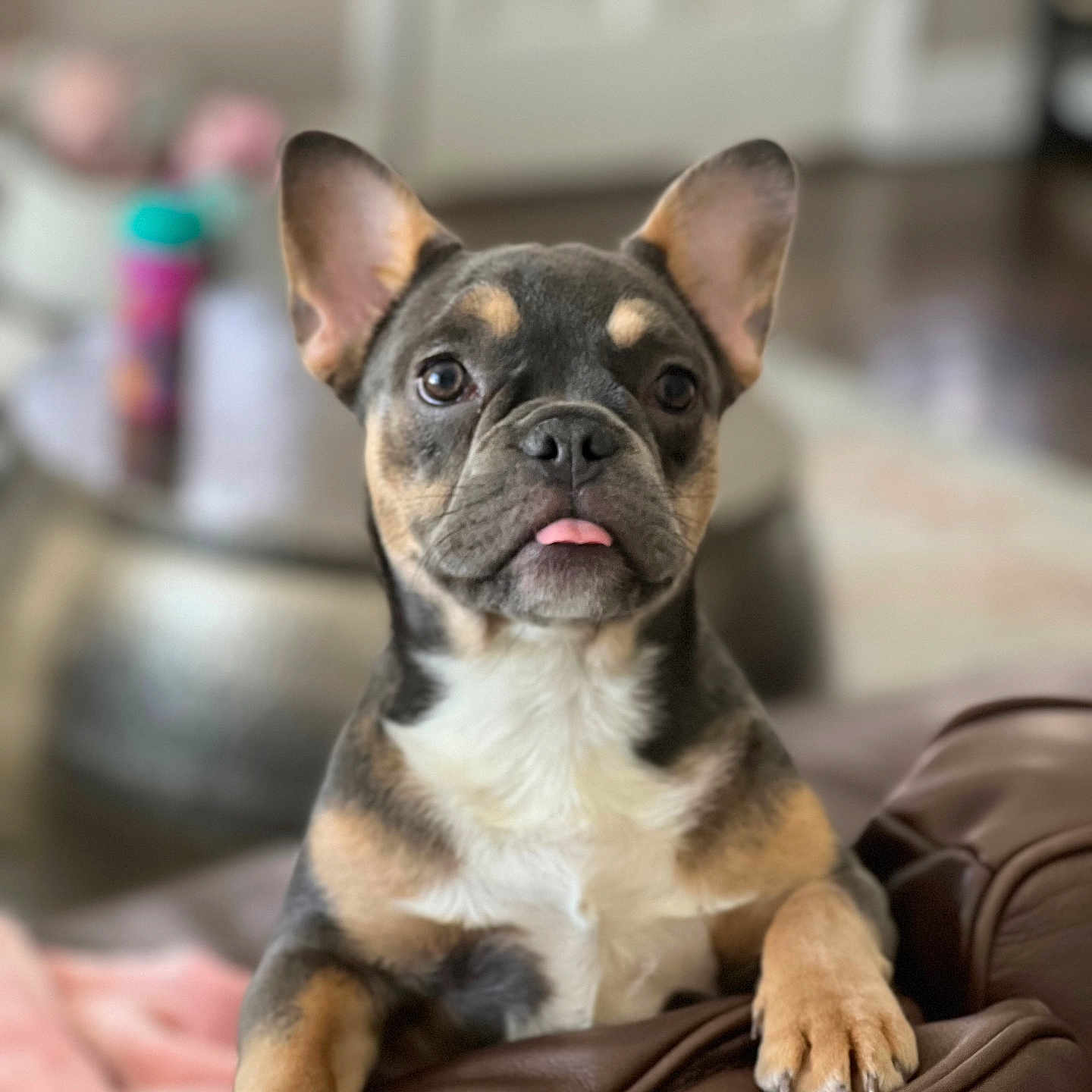 Ruby joined the competition — help win amazing prizes! animal, architecture, boxer, building, bulldog, canine, cat, chihuahua, couch, dog, frenchbulldog, furniture, hound, indoors, interiordesign, livingroom, pet, pitbull, puppy, snout