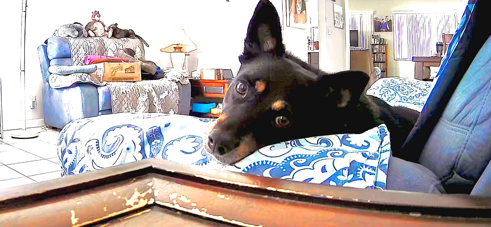 Kobe is registered to the contest to win money with this photo: black_norwegian_elkhound, bookcase, carnivore, comfort, companion_dog, dog, dog_breed, felidae, fur, herding_dog, mammal, picture_frame, room, shelf, small_to_medium_sized_cats, sporting_group, terrestrial_animal, vertebrate, whiskers, working_animal