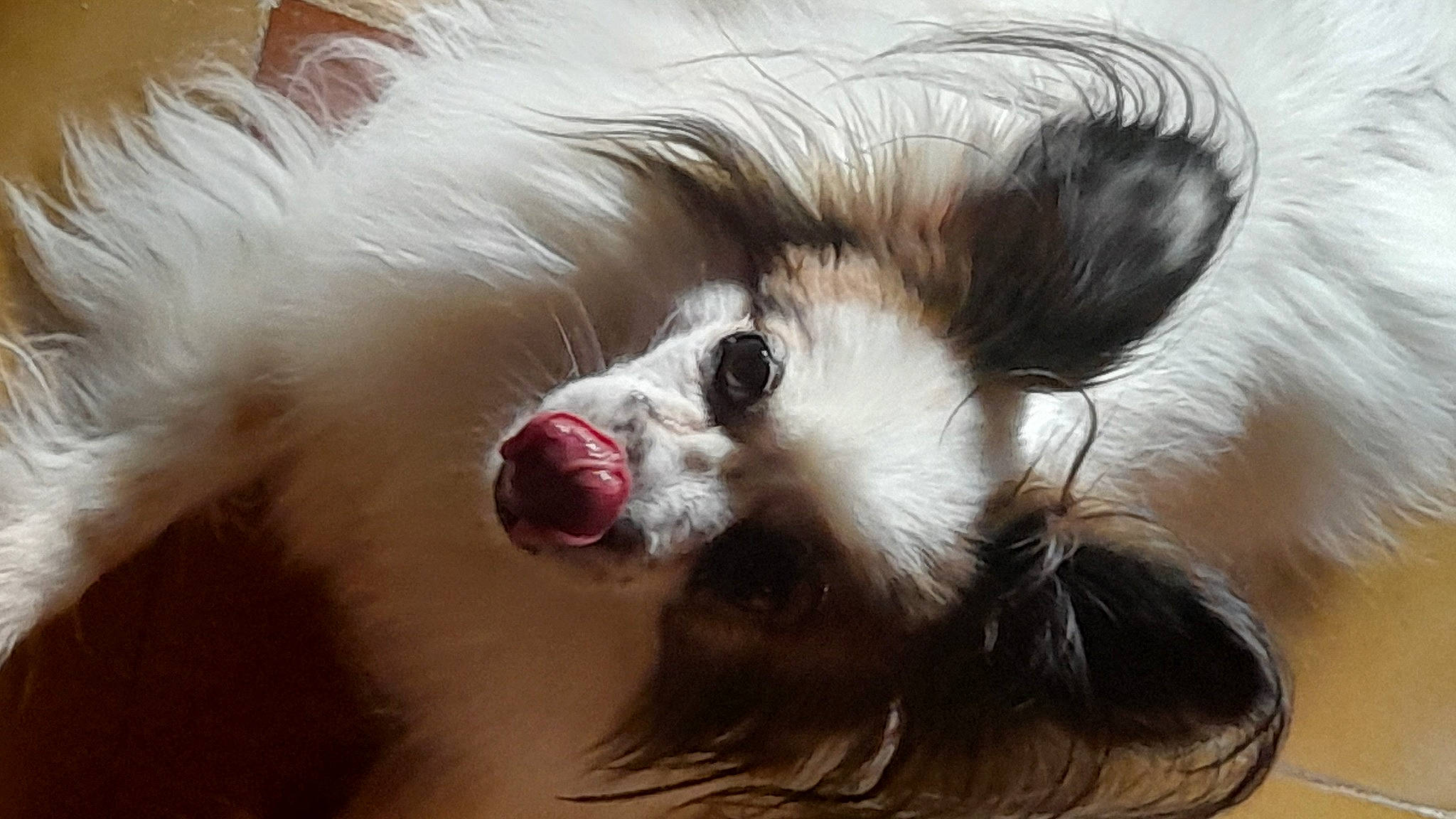 Fidèle participe au concours pour gagner de l'argent avec cette photo : canidae, carnivore, close_up, companion_dog, dog, dog_breed, dog_supply, ear, eye, eyelash, fang, fawn, fur, german_spitz, german_spitz_klein, snout, sporting_group, toy_dog, whiskers, working_animal