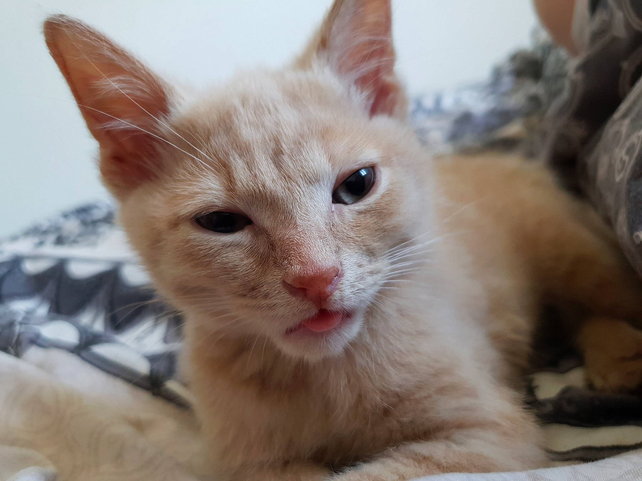 Tresor a rejoint le concours — aidez-le/la à gagner de superbes lots ! aegean_cat, arabian_mau, asian, carnivore, cat, close_up, domestic_short_haired_cat, european_shorthair, eye, fawn, felidae, german_rex, javanese, kitten, mammal, ojos_azules, small_to_medium_sized_cats, snout, vertebrate, whiskers